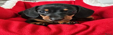 Miniature Dachshund - Red