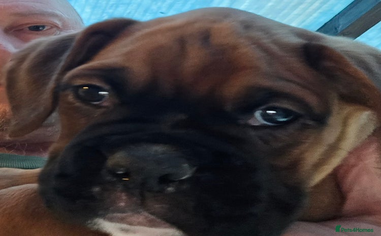 Boxer dogs - Advert 1