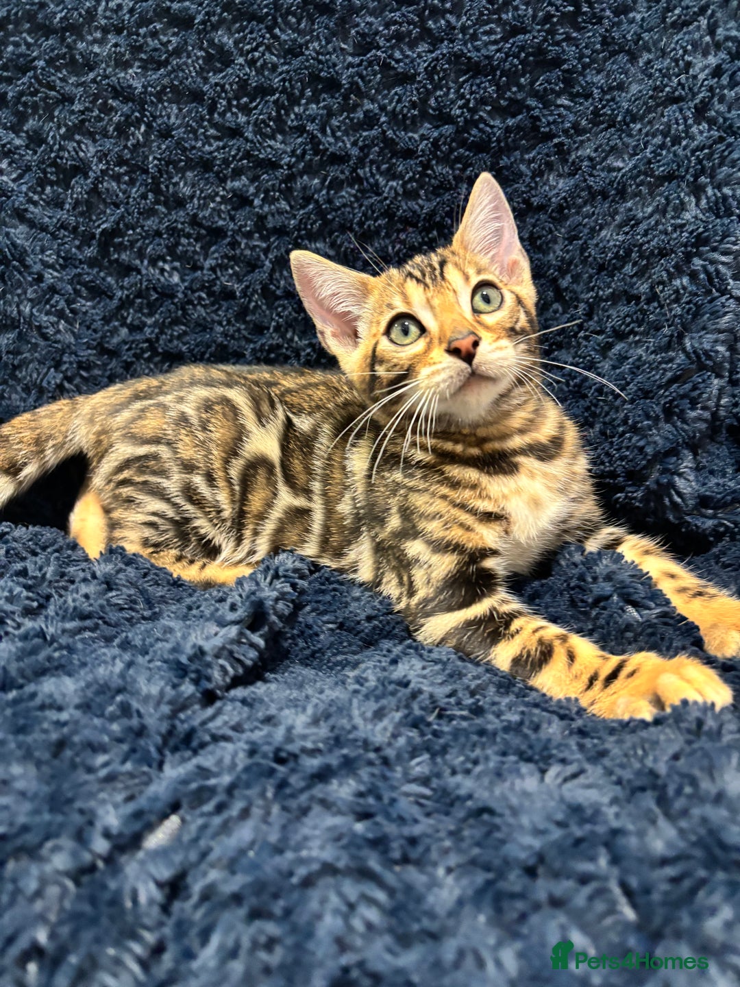 Bengal cats for sale: READY NOW beautiful Bengal Girl kittens TICA reg - Advert 13