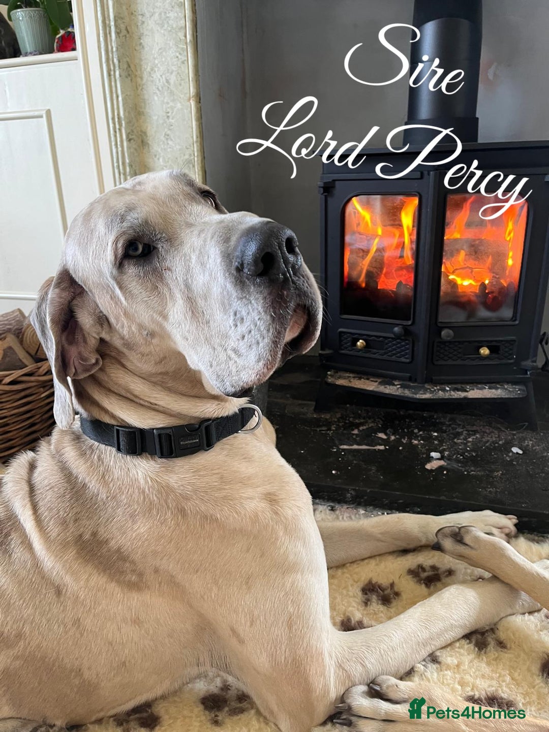 Great Dane dogs for sale: GREATEST DANE PUPS - KC Reg  - Advert 4