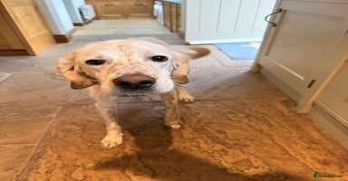 Mixed Breed dogs JONNY - Advert 5