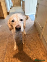 Mixed Breed dogs JONNY - Advert 15