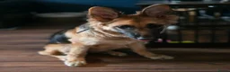 German Shepherd dogs for sale: Gorgeous Female German Shepherd Puppy  - Advert 10
