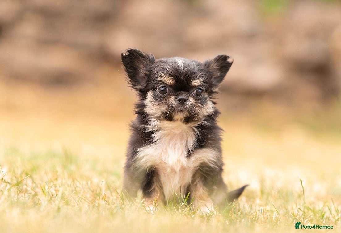 Chihuahua dogs Exquisite long coat chihuahuas (1girl available) - Advert 2