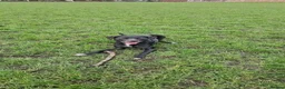 Mixed Breed dogs for sale: Bonnie/Bella  - Advert 5
