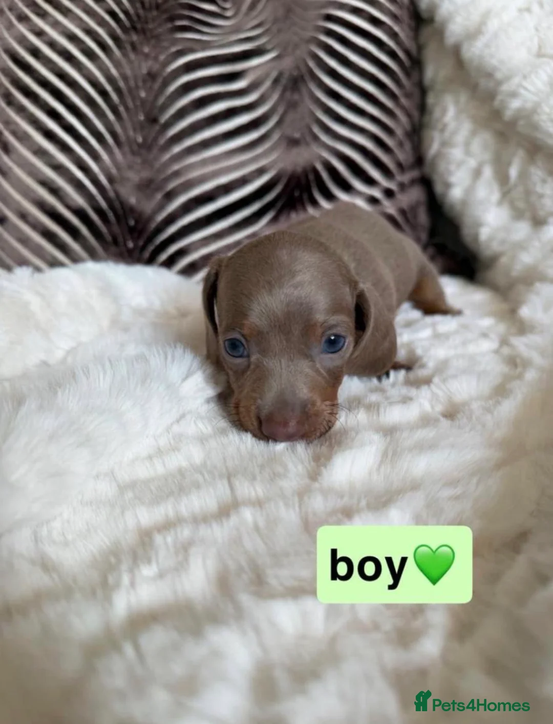Dachshund dogs for sale: KC registered Dachshund Puppies in London - Advert 5