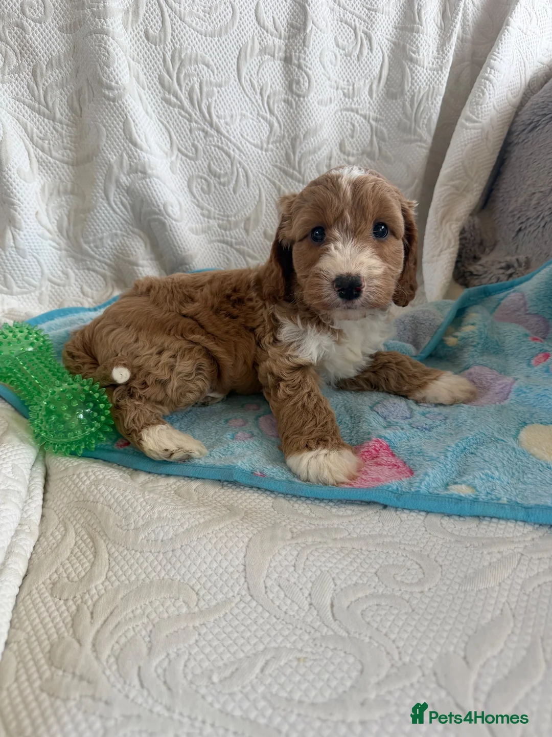 Cockapoo dogs for sale: Toy cockapoo - Advert 2