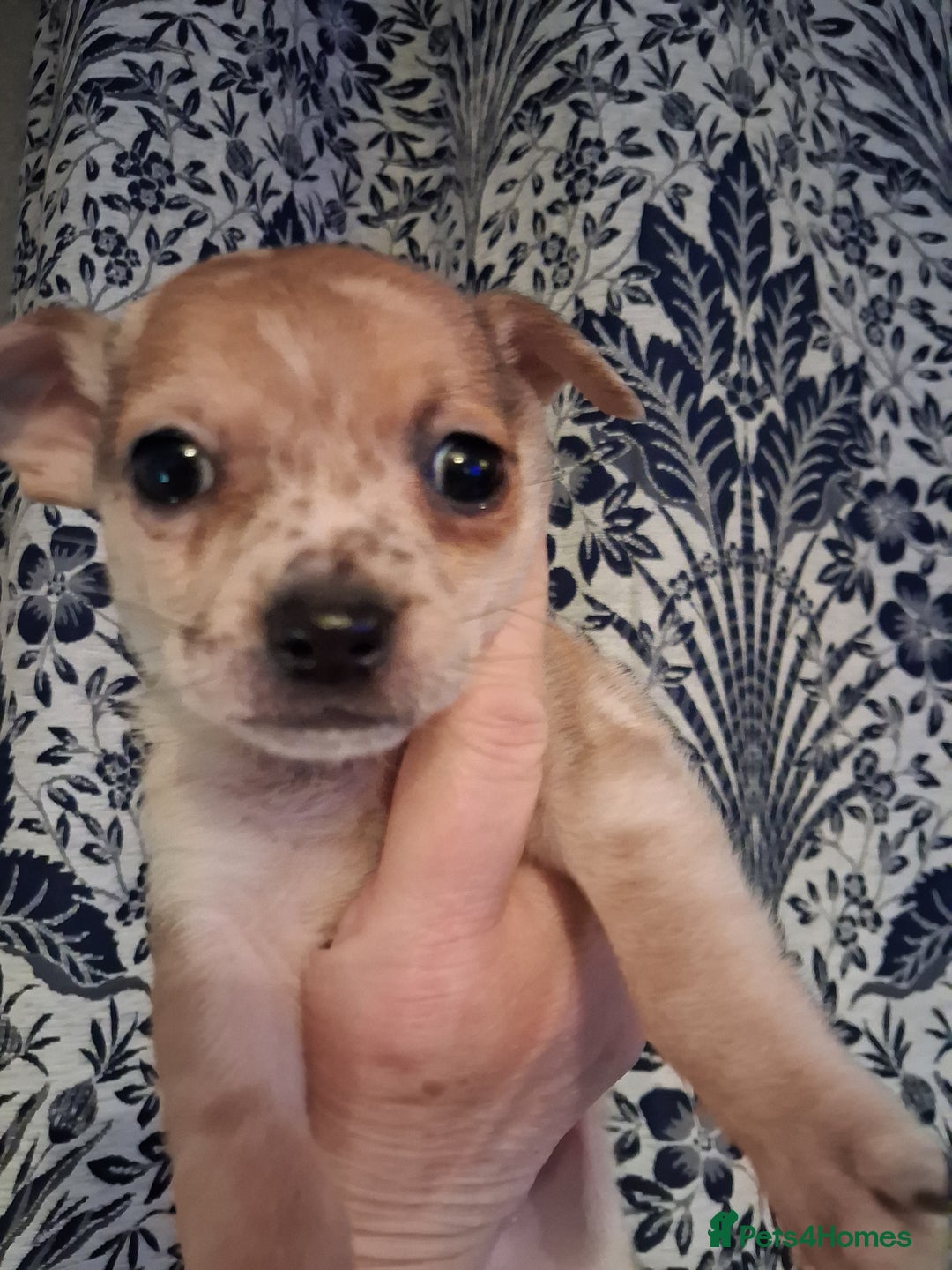 Chihuahua dogs for sale: Chihuahuas ready now - Advert 7