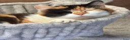 British Shorthair cats for sale: Beautiful Kittens Ready now  - Advert 15