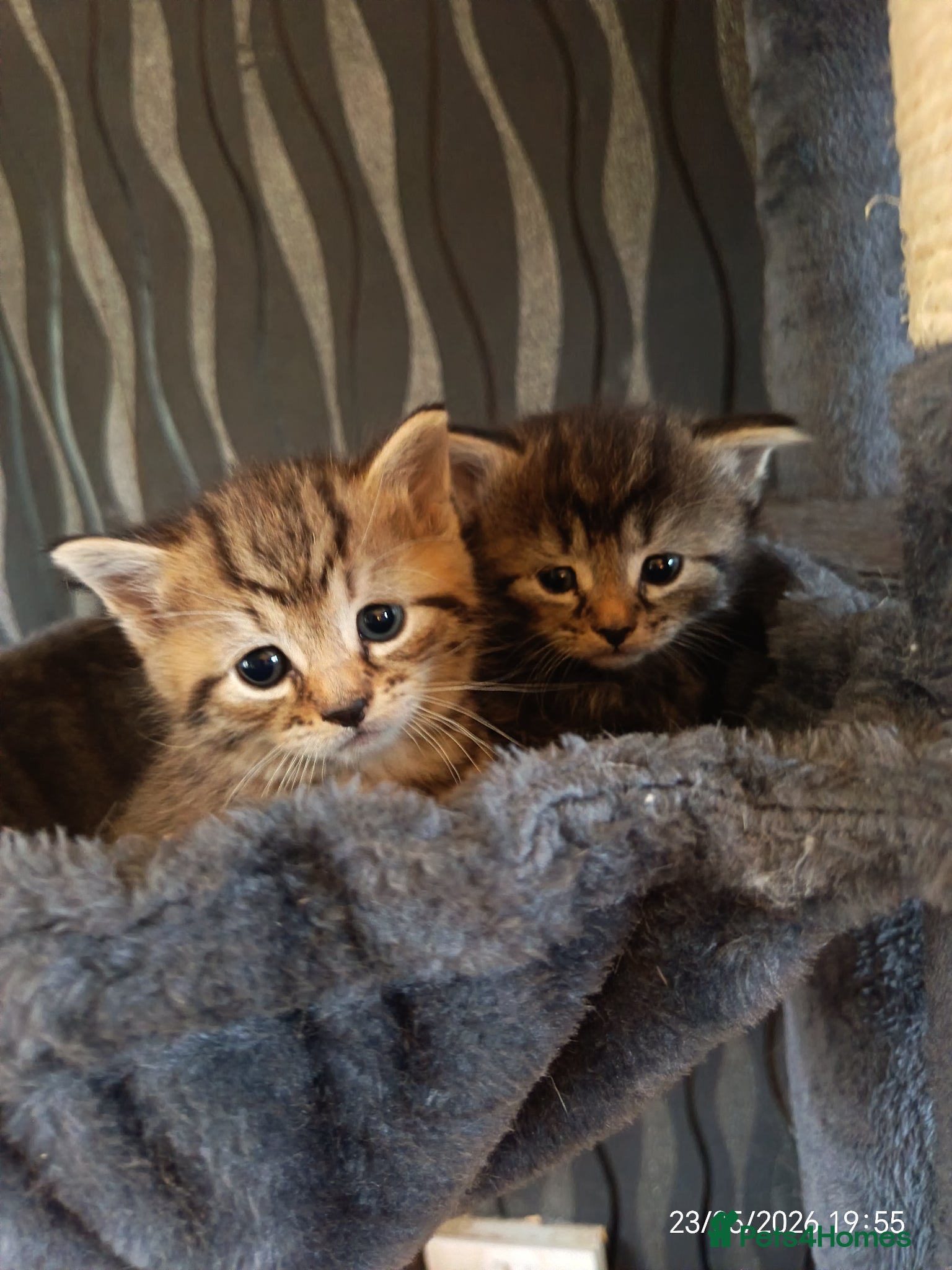 Mixed Breed cats KITTENS NEEDING GENUINE LOVING HOMES - Advert 12