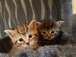 Mixed Breed cats KITTENS NEEDING GENUINE LOVING HOMES - Advert 12