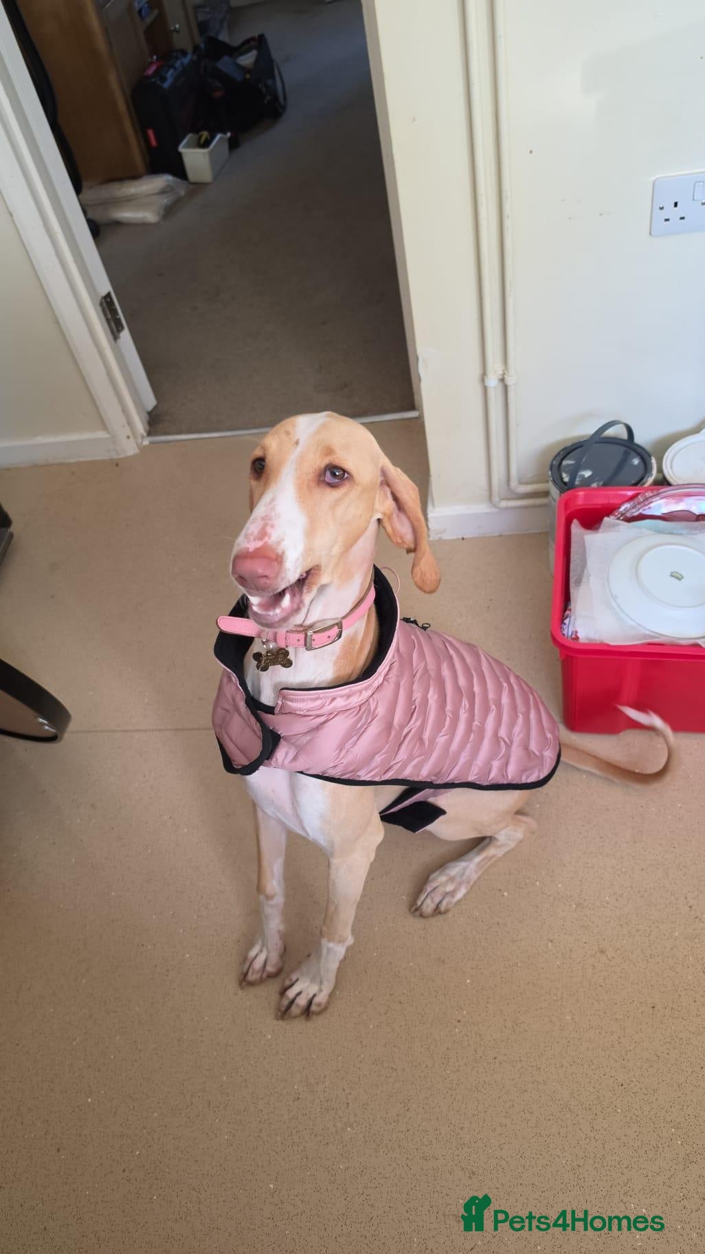 Mixed Breed dogs for sale: Brafghano - Advert 15