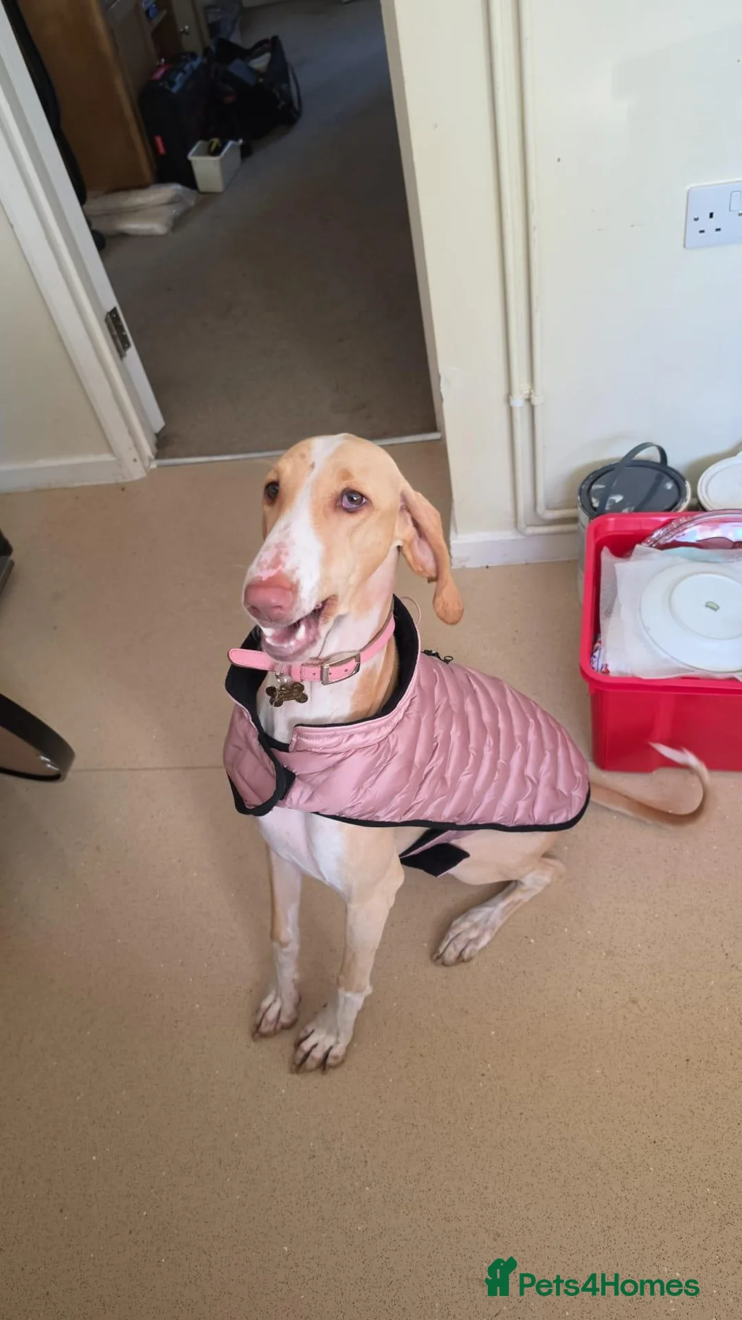 Mixed Breed dogs for sale: Brafghano in Lincoln - Advert 1