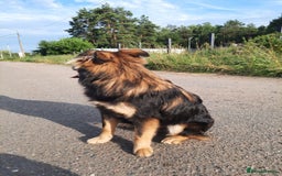 Mixed Breed dogs for adoption: 💖🐶 TINA 🐶💖 - Image 3