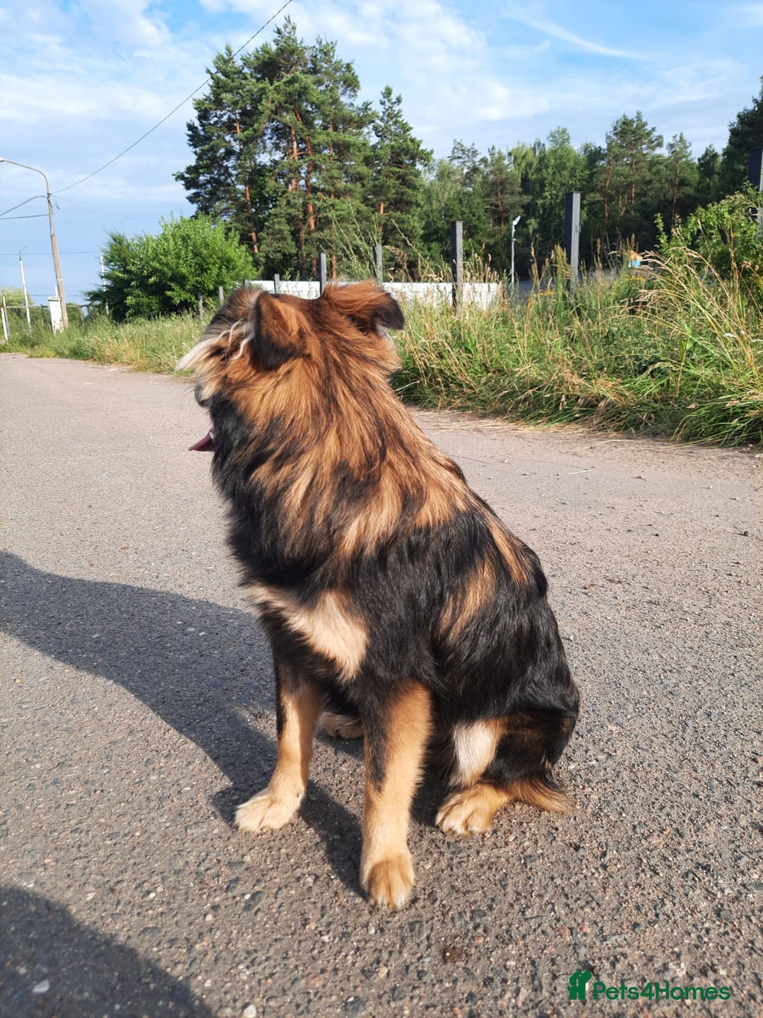 Mixed Breed dogs for adoption: 💖🐶 TINA 🐶💖 - Image 3