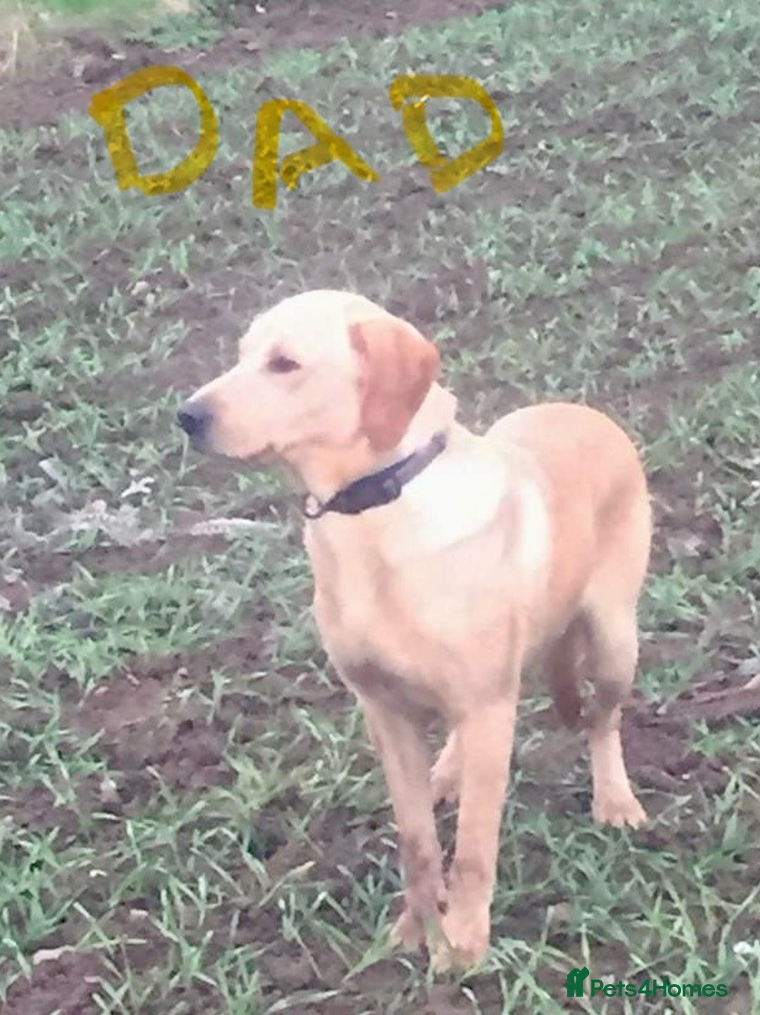 Labrador Retriever dogs for sale: Black and yellow Labrador puppies  - Advert 22