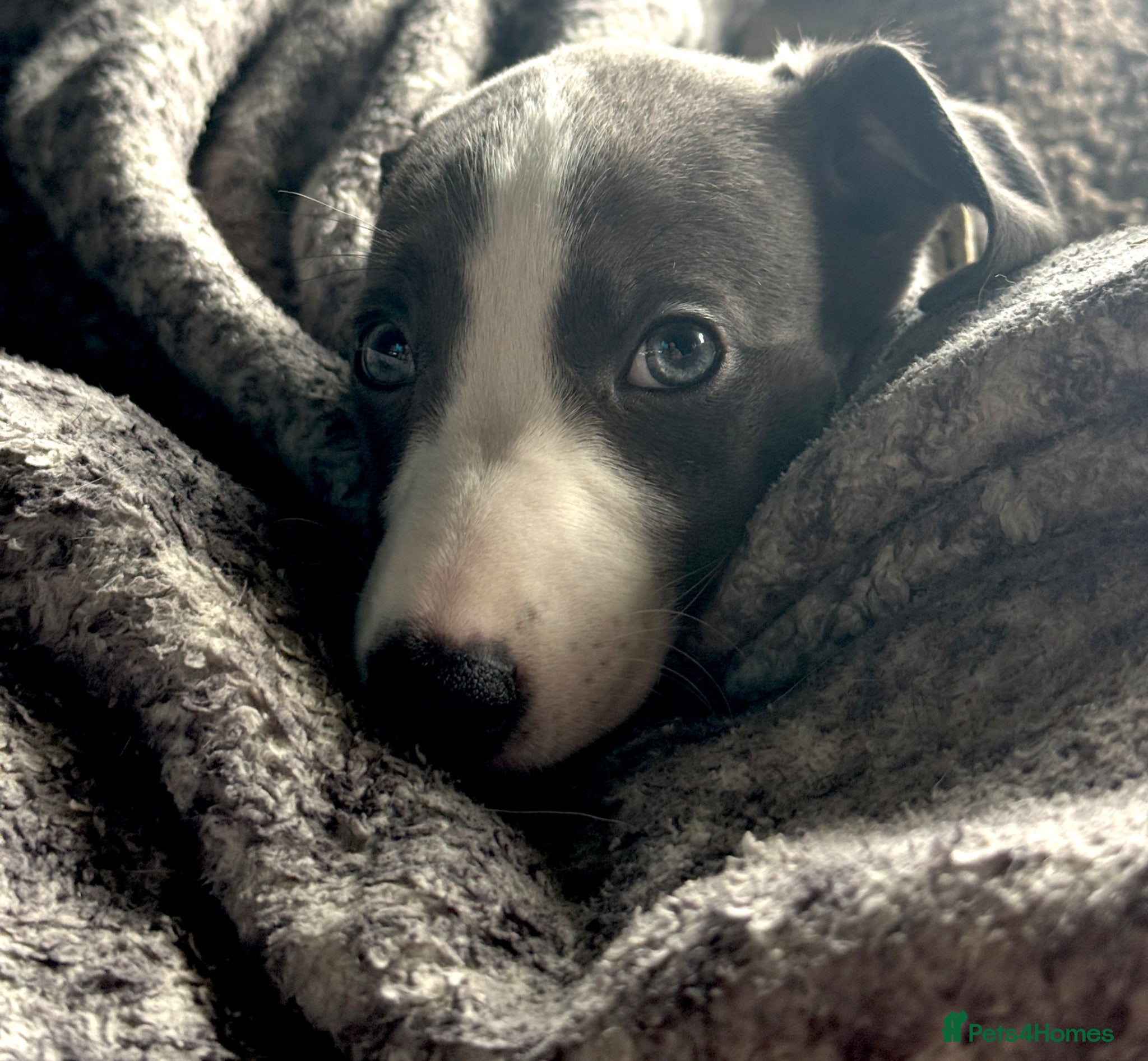 Whippet dogs LAST GIRL!  Health checked  UNIQUE WHIPPETS  - Advert 1