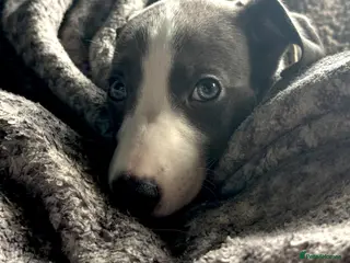 Whippet dogs for sale: LAST GIRL! Health checked UNIQUE WHIPPETS - Advert 1
