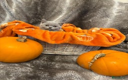 British Shorthair cats for sale: Beautiful British shorthair kittens for sale - Image 9