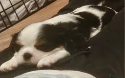 Cavalier King Charles Spaniel dogs for sale: 4 gorgeous puppies - Image 12