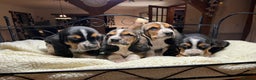 Basset Hound dogs for sale: Basset Hound puppies for sale - Advert 10