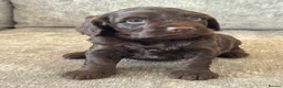 Cockapoo dogs for sale: MERL & CHOCOLATE F1COCKERPOOS HEALTH TESTED PARENT - Advert 9