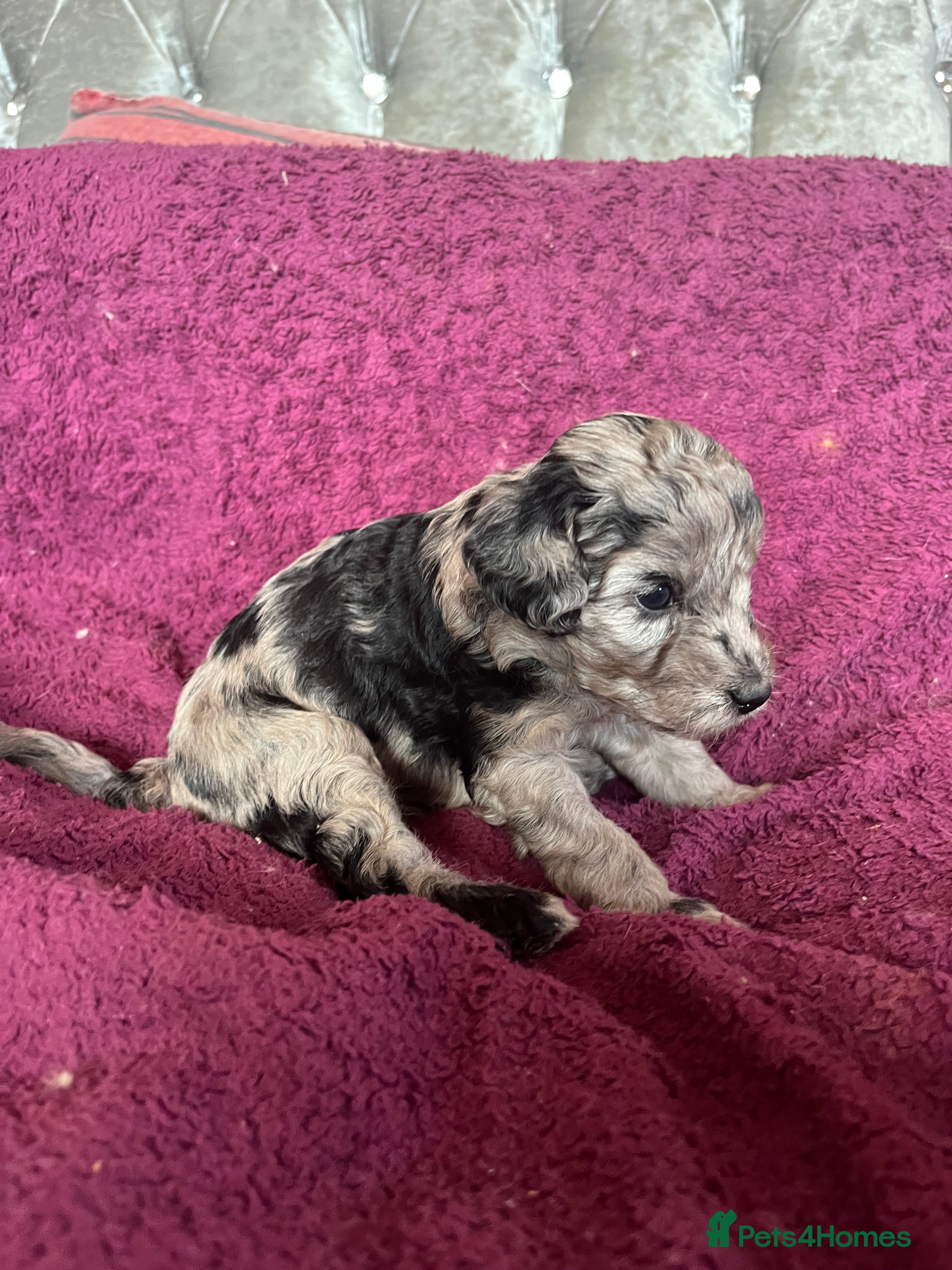 Cockapoo dogs Beautiful Merle cockapoo puppies  - Advert 2