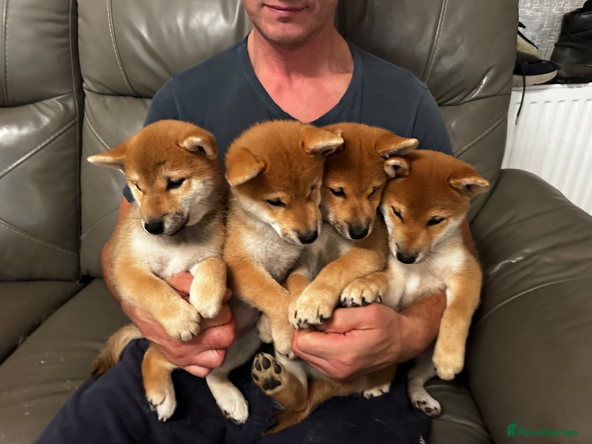 Japanese Shiba Inu dogs KC REGISTERED SHIBAINU PUPPIES  - Advert 1