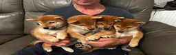 Japanese Shiba Inu dogs for sale: KC REGISTERED SHIBAINU PUPPIES  - Advert 3