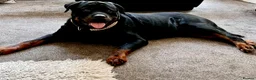 Rottweiler dogs for sale: Beautiful KC Rottweiler Pups for sale Essex £1500 - Advert 2