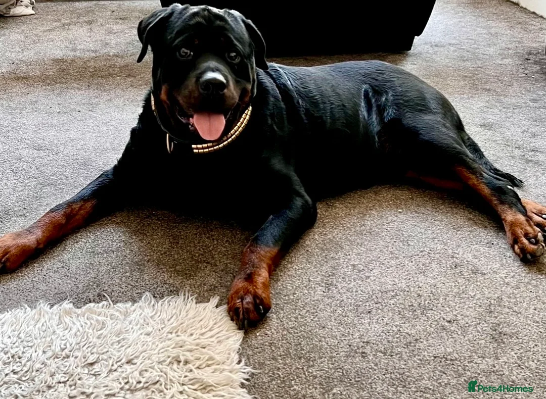Rottweiler dogs for sale: Beautiful KC Rottweiler Pups for sale Essex £1500 - Advert 2