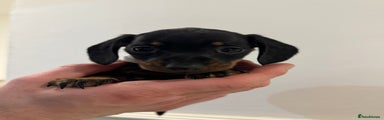 Miniature Dachshund Puppy 5