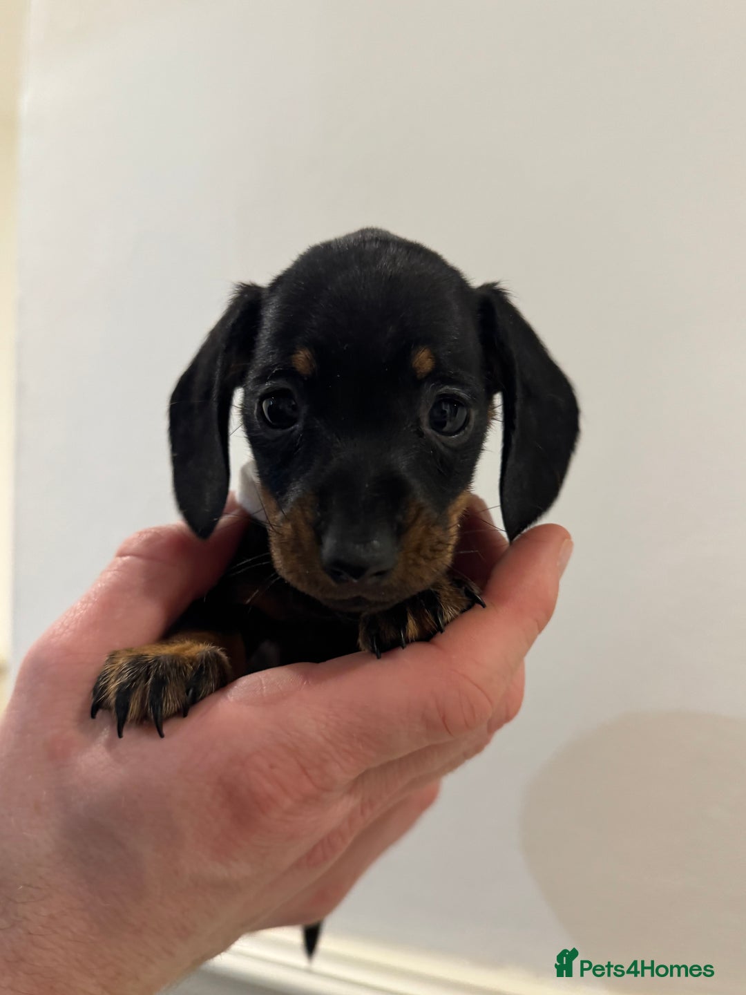 Miniature Dachshund dogs for sale: KC registered miniature dachshunds - Advert 16