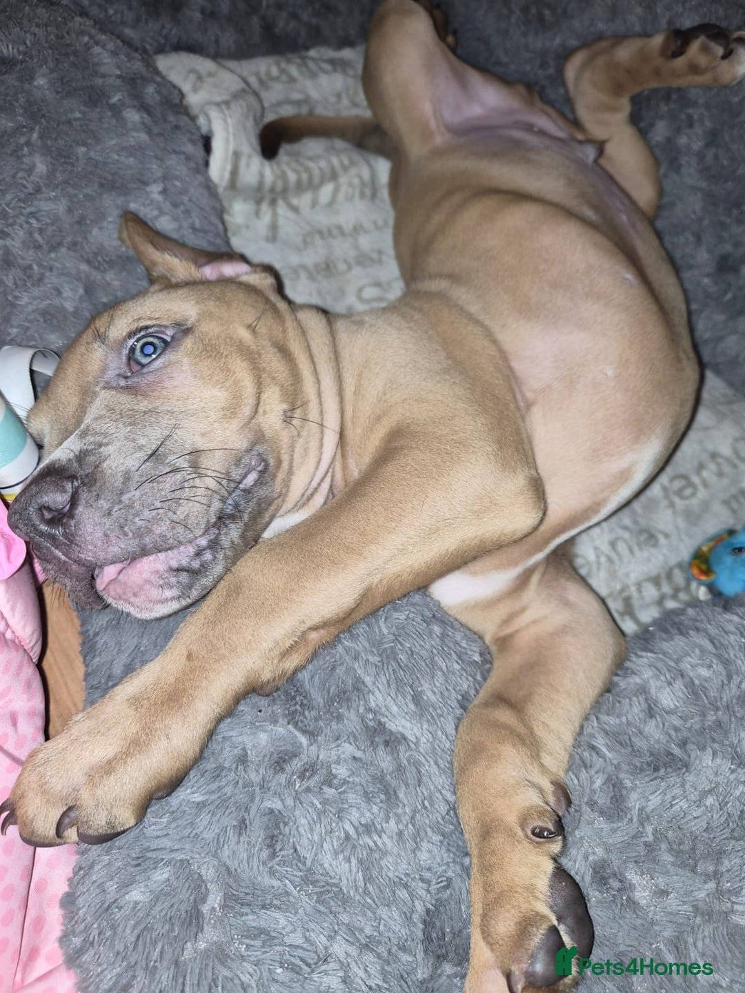 American Bulldog dogs for sale: 11 little hearts need their forever home - Advert 27