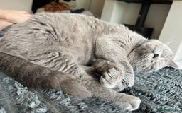 British Shorthair cats for sale: Beautiful British Shorthair Queen - Image 1