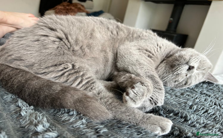 British Shorthair cats - Advert 1