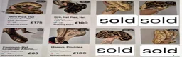 Python Snake reptiles for sale: Various ball (royal) pythons. - Advert 1