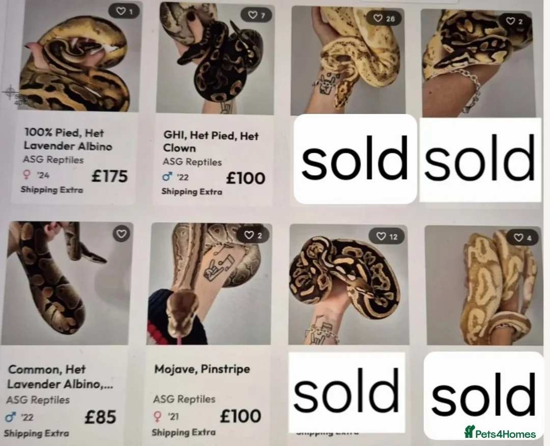 Python Snake reptiles for sale: Various ball (royal) pythons. - Advert 1