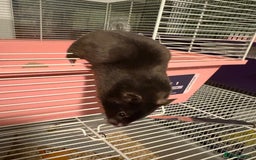 Hamster rodents for sale: Baby hamsters for sale - Image 1