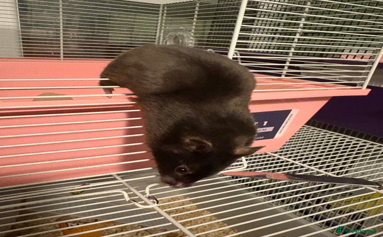 Hamster rodents - Advert 5