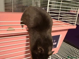 Hamster rodents for sale - Advert 2