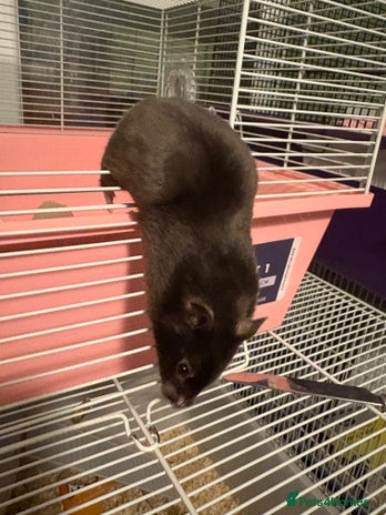 Hamster rodents - Advert 5