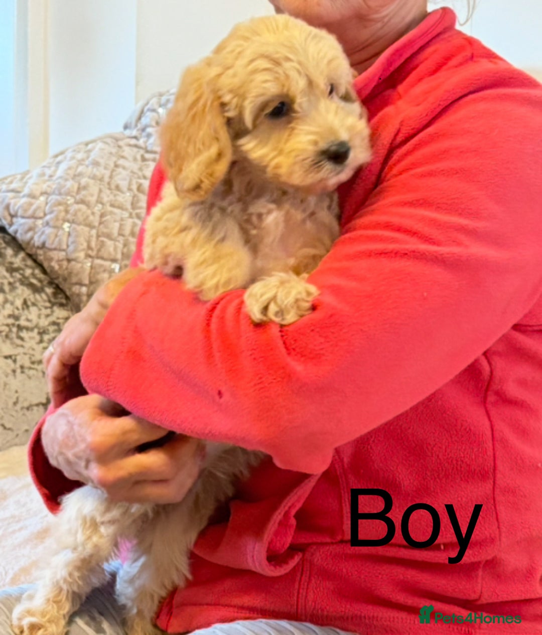 Cockapoo dogs for sale:  F1 Cockapoo puppies - Image 8