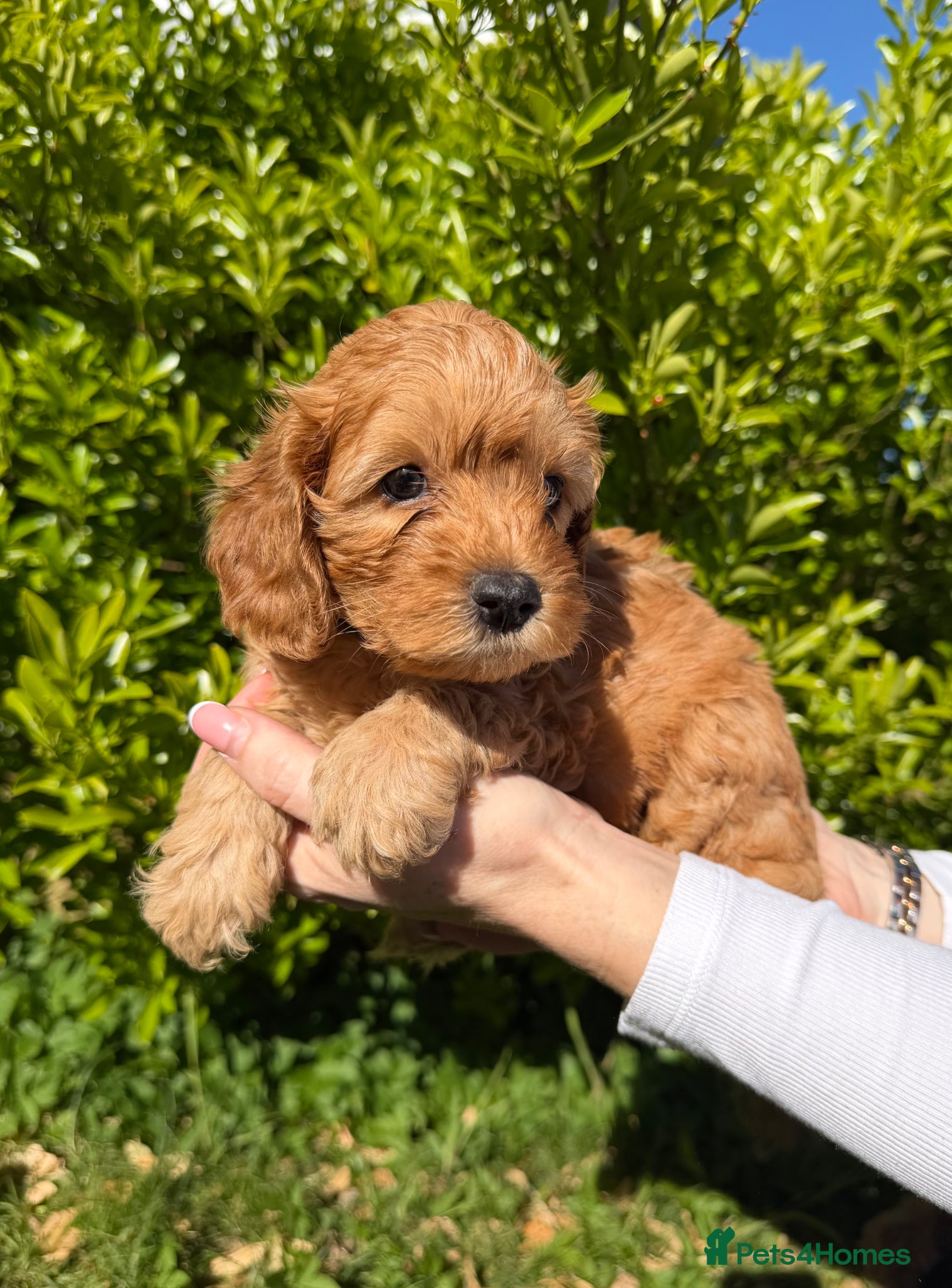 Cavapoo dogs Stunning f1b cavapoos - DNA tested parents  - Advert 14