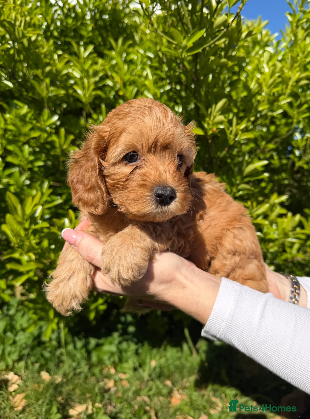Cavapoo dogs for sale: Stunning f1b male cavapoo - DNA tested parents  in Luton - Advert 1