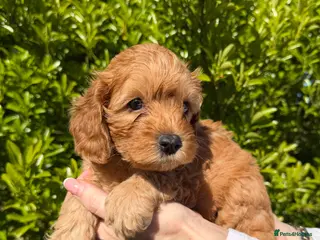 Cavapoo dogs Stunning f1b cavapoos - DNA tested parents - Advert 14