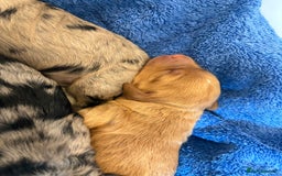 Cockapoo dogs for sale: Cockapoo litter  - Image 13