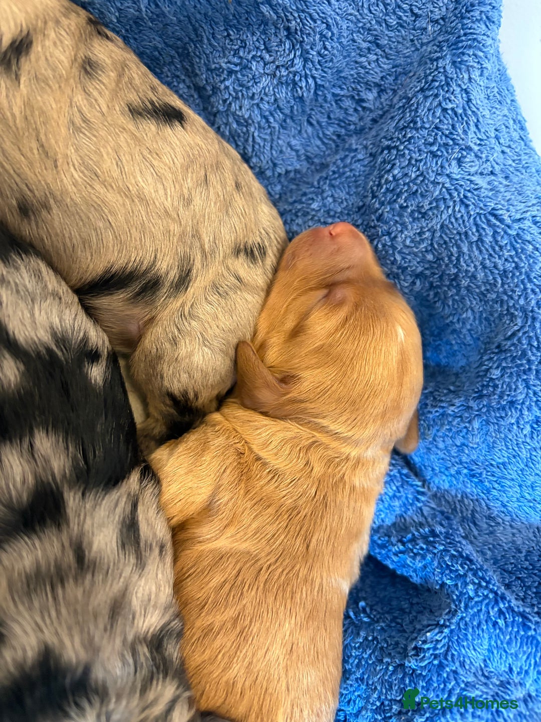 Cockapoo dogs for sale: Cockapoo litter  - Image 13