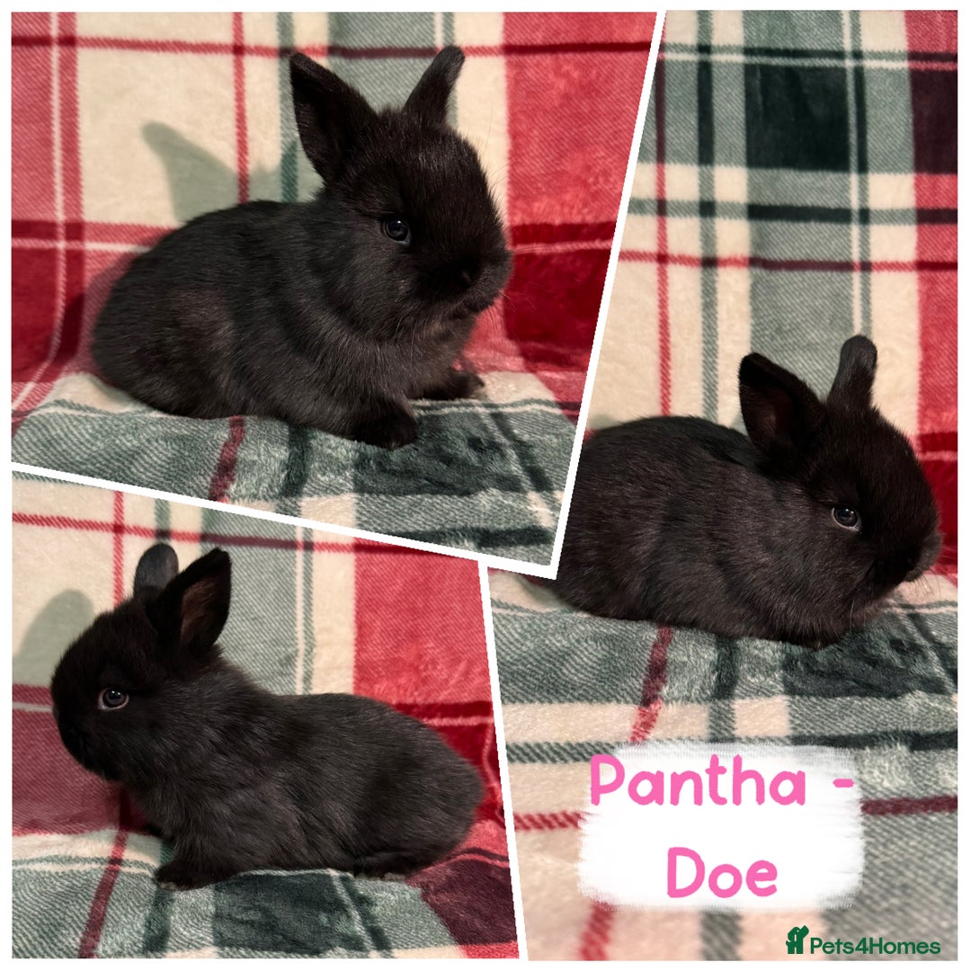 Mixed Breed rabbits for sale: 🐰Beautiful Mini Lop x Netherland Dwarf Rabbits🐰 - Advert 4