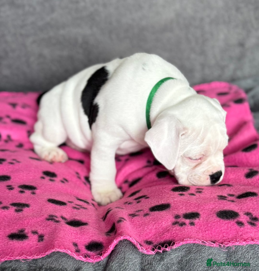 Old Tyme Bulldog dogs for sale: 🩷🩷Old Tyme Bulldog Puppies🩷🩷 - Image 11